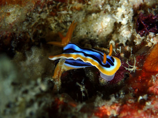 nudibranch Chromodoris Anne during a leisure dive in Mabul Island, Semporna, Tawau. Sabah, Malaysia. Borneo.