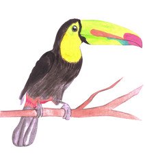 Keel billed Toucan or Ramphastidae sulfuratus isolated on white 