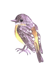 Fototapeta premium Eastern Yellow robin or Eopsaltria australis isolated on white