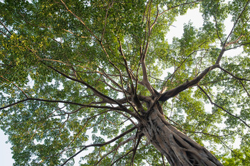 The canopy of tall trees framing a sky with the sun shining. Green leaves shining in the sun on blue sky background.