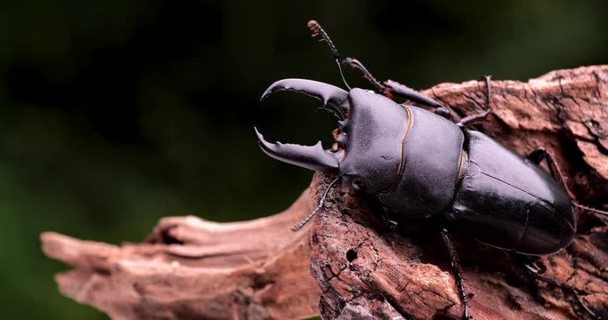 I shot a video of a big stag beetle with a slider.