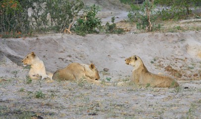 un groupe de lionnes dns la savane en Afrique du Sud