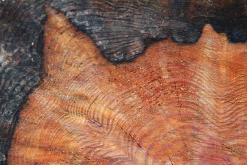 Background. Dry branch on the stump