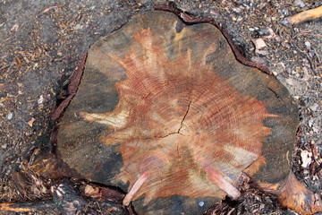 Background. Bright cut of an old tree