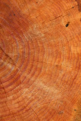  Background. Two-colored surface of a fresh stump