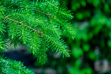 Background with high quality christmas trees, young green nordmann fir