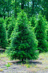 Plantation in Europe of high quality christmas trees