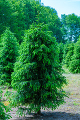 Plantation in Europe of high quality christmas trees