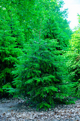 Plantation in Europe of high quality christmas trees
