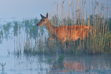 Rotwild durchquert einen See