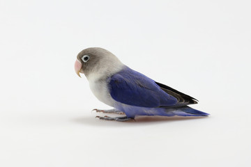 Blue masked lovebird isolated on the white background