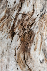 Close up of the remains of an old wooden surface decay.