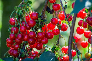 New harvest of Prunus cerasus sour cherry, tart cherry, or dwarf cherry in sunny garden - obrazy, fototapety, plakaty