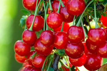 New harvest of Prunus cerasus sour cherry, tart cherry, or dwarf cherry in sunny garden