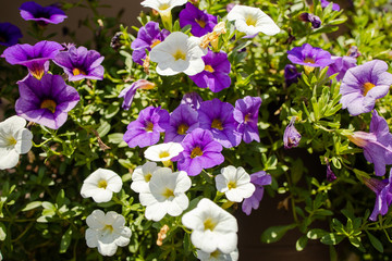 Purple White Flowers