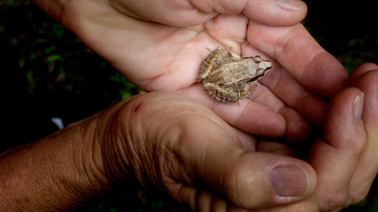 Small tree frog nestled in hands