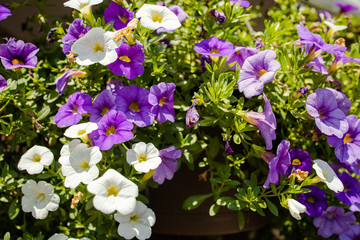Purple White Flowers
