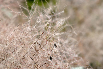 Plant blooms in the summer season closeup. Shallow depth of field