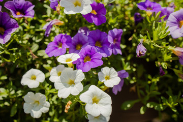 Purple White Flowers
