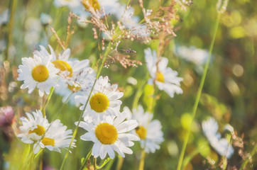 Chamomile field flowers border. Beautiful nature scene with blooming medical chamomilles in sun flare. Alternative medicine Spring Daisy. Summer flowers. Selective focus.