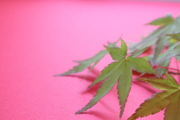 赤の背景と緑のもみじ葉