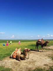 Camels on the prairie, zhangjiakou, hebei province, China.