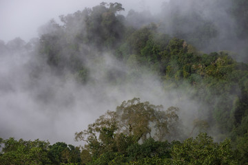 Fog on the forest and mountains
