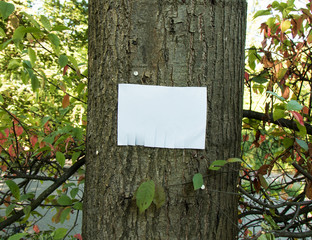 Abreißzettel an Baumstamm
