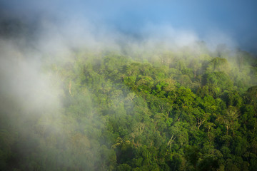 Fototapeta na wymiar Fog on the forest and mountains