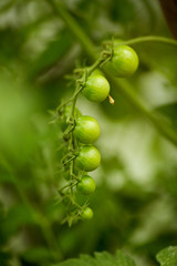 Cherry tomatoes on a branch in closed ground