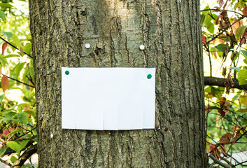 Abreißzettel an Baumstamm