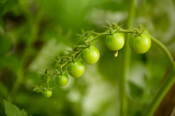  Cherry tomatoes on a branch in closed ground on a green background