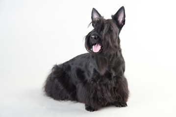 Young scottish terrier on a white background - Powered by Adobe