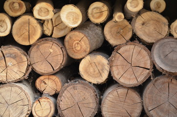 Fototapeta premium Texture of sawn logs. Natural neatly folded logs, flat lay