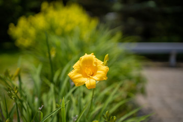 Yellow Flower
