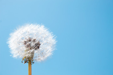 White dandelion on a blue background. Copy space. There is a place for text. The concept of nature, freedom, summer