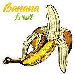 Bananas fruit hand drawn vector illustration color sketch