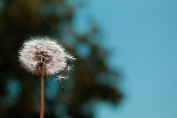 White dandelion on a natural background. Copy space. There is a place for text. The concept of nature, freedom, summer