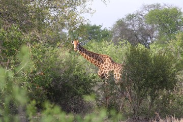 une girafe dans la brousse en Afrique du Sud