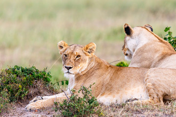 Fototapeta na wymiar Two lionesses lying on the savannah