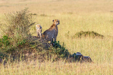 Cheetah on a hill on the savannah with cubs