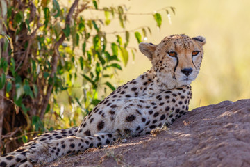 Watchful Cheetah lying down and watching