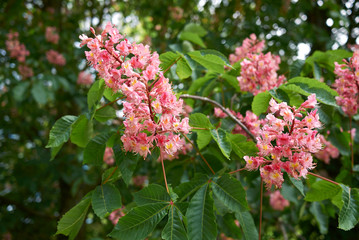 Aesculus x carnea