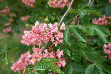 Aesculus x carnea