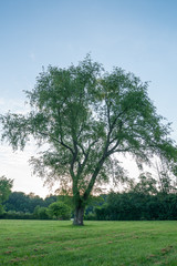 Fototapeta premium tree in a field