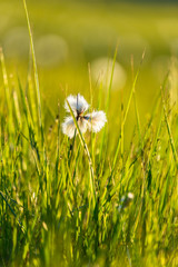 Cottongrass that blooms in backlight