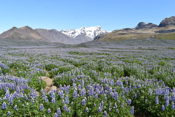 Fototapeta premium Purple lupins with big mountains in background on the way to the Vatnajökull National Park in Iceland