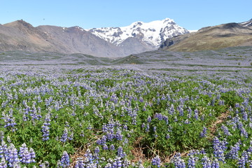 Purple lupins with big mountains in background on the way to the Vatnajökull National Park in Iceland