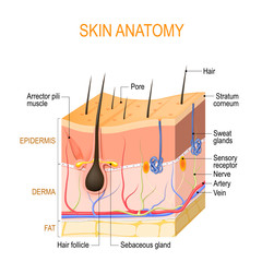 Skin anatomy. Layers: epidermis (with hair follicle, sweat and sebaceous glands), derma and fat (hypodermis)