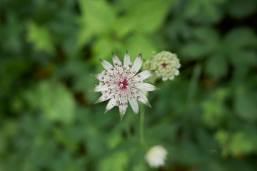 Astrantia major